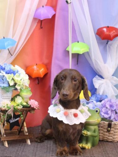 20230621チョペくん